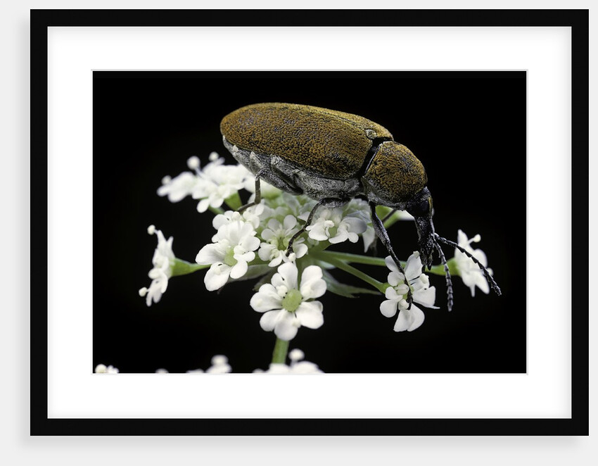 Mycterus curculioides (palm and flower beetle) by Anonymous