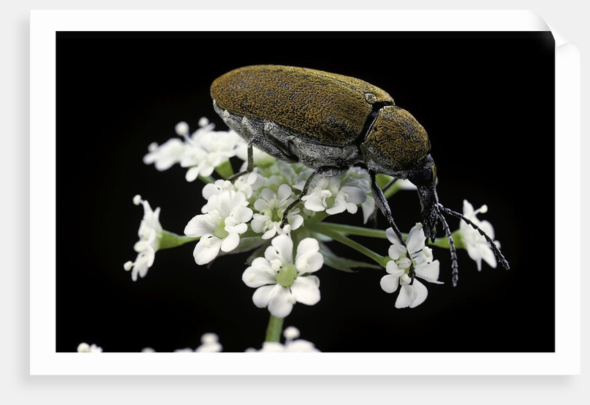 Mycterus curculioides (palm and flower beetle) by Anonymous