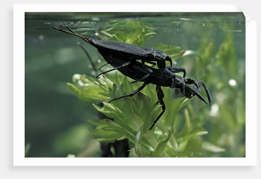 Nepa cinerea (water scorpion) - mating by Anonymous