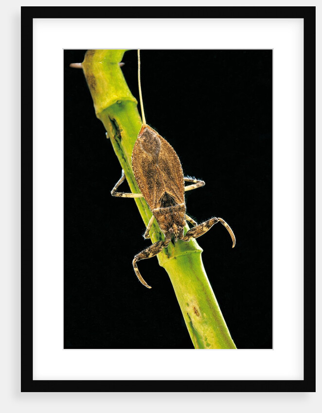 Nepa cinerea (water scorpion) by Anonymous