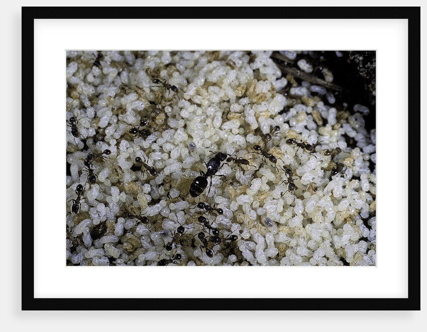 Anthill under a stone - pupa, workers and queen by Anonymous