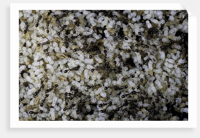 Anthill under a stone by Anonymous