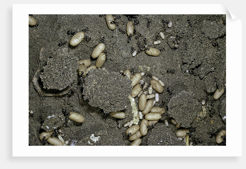 Anthill under a stone by Anonymous