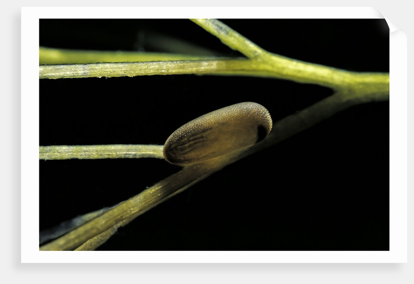 Notonecta glauca (water boatman, backswimmer) - egg on aquatic plant by Anonymous