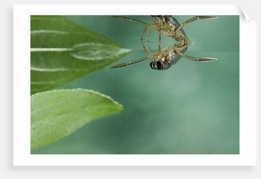 Notonecta glauca (water boatman, backswimmer) by Corbis