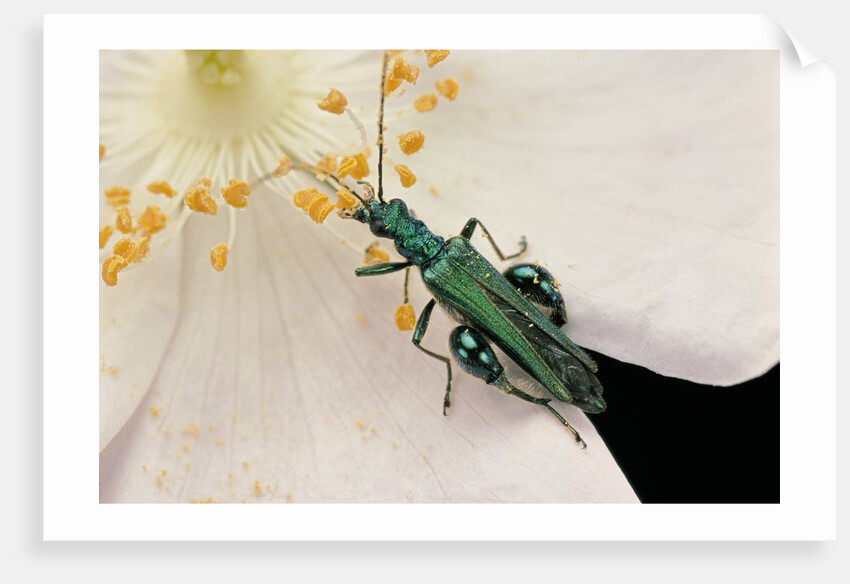 Oedemera nobilis (false oil beetle, thick-legged flower beetle) - male by Anonymous
