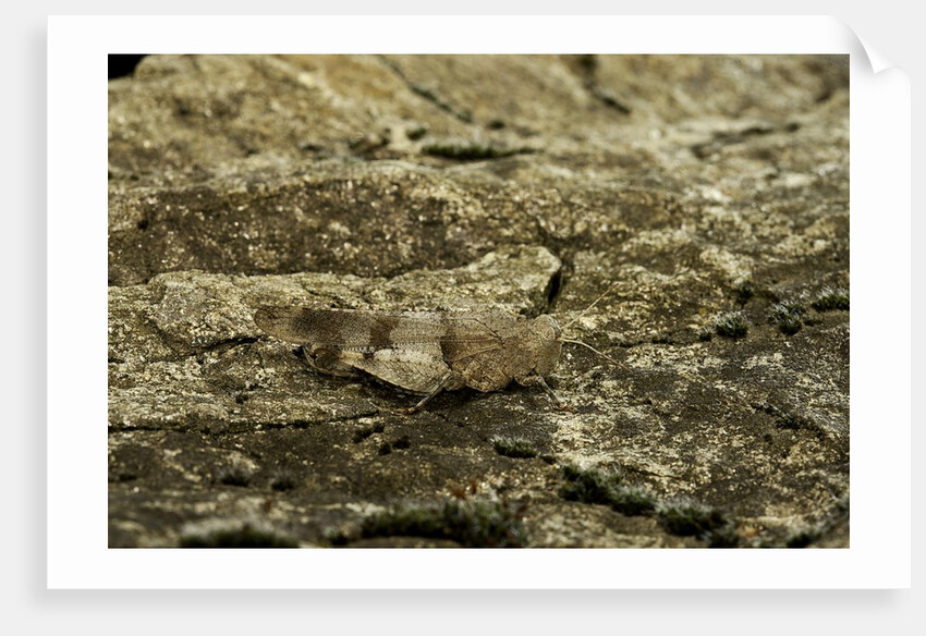 Oedipoda caerulescens (blue-winged grasshopper) by Anonymous