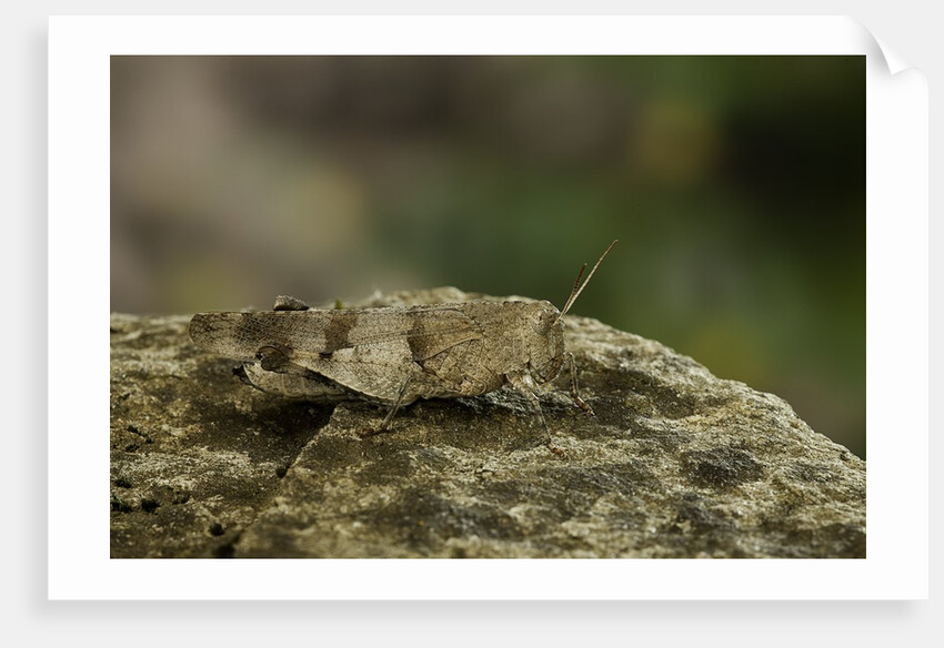 Oedipoda caerulescens (blue-winged grasshopper) by Anonymous