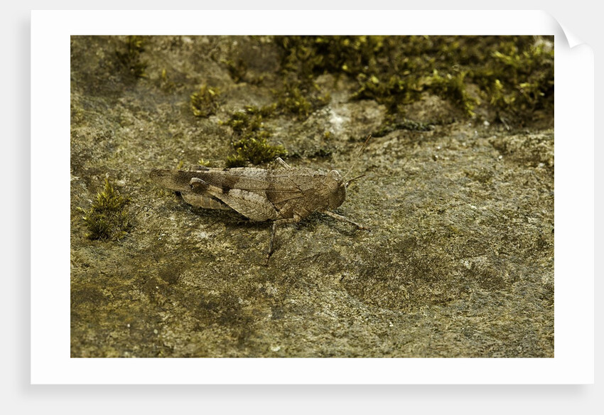 Oedipoda caerulescens (blue-winged grasshopper) by Anonymous