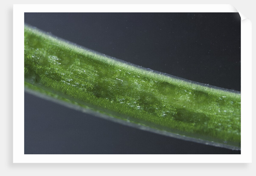 Damselfly eggs into an aquatic plant by Anonymous