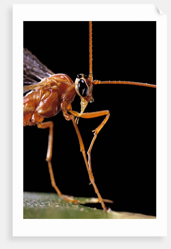 Ophion luteus (ichneumon wasp, yellow ophion) - portrait by Anonymous
