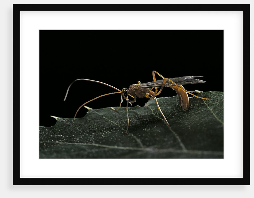 Ophion luteus (ichneumon wasp, yellow ophion) by Anonymous