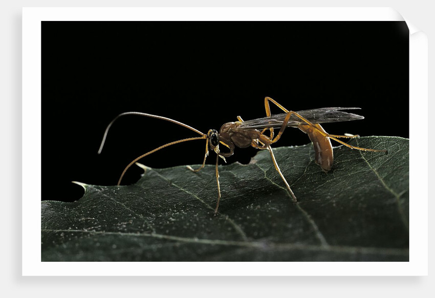 Ophion luteus (ichneumon wasp, yellow ophion) by Anonymous