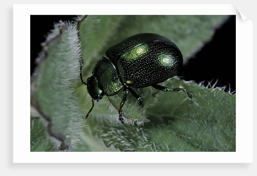 Chrysolina herbacea (mint beetle) by Anonymous