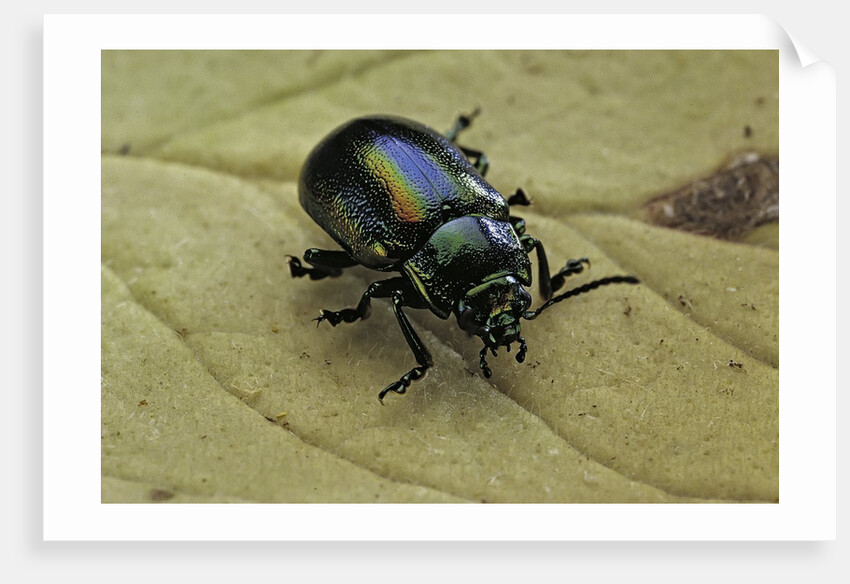 Oreina sp. (leaf beetle) by Anonymous