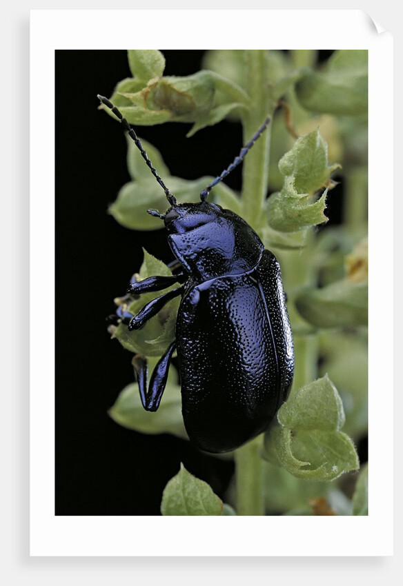 Oreina sp. (leaf beetle) by Anonymous