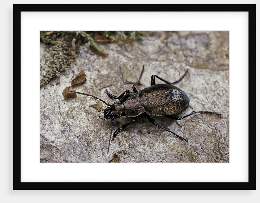 Carabus (Orinocarabus) fairmairei (ground beetle) by Anonymous