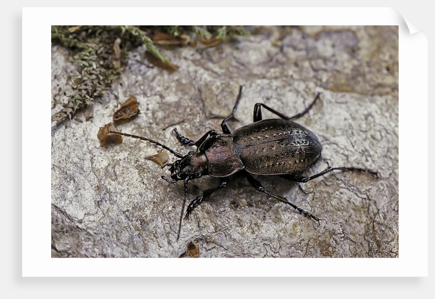 Carabus (Orinocarabus) fairmairei (ground beetle) by Anonymous