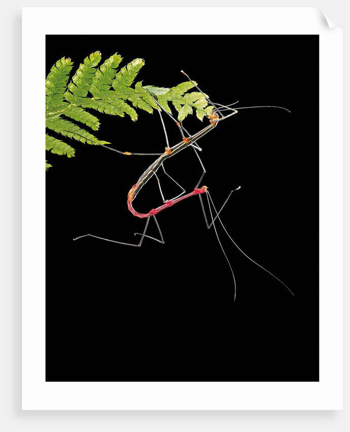 Oreophoetes peruana (peruvian fire stick) - mating and eating fern by Anonymous