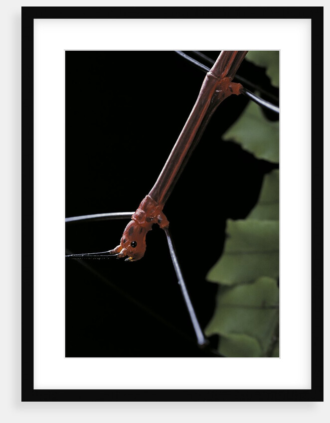 Oreophoetes peruana (peruvian fire stick) - portrait by Anonymous