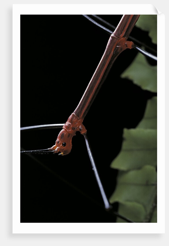 Oreophoetes peruana (peruvian fire stick) - portrait by Anonymous