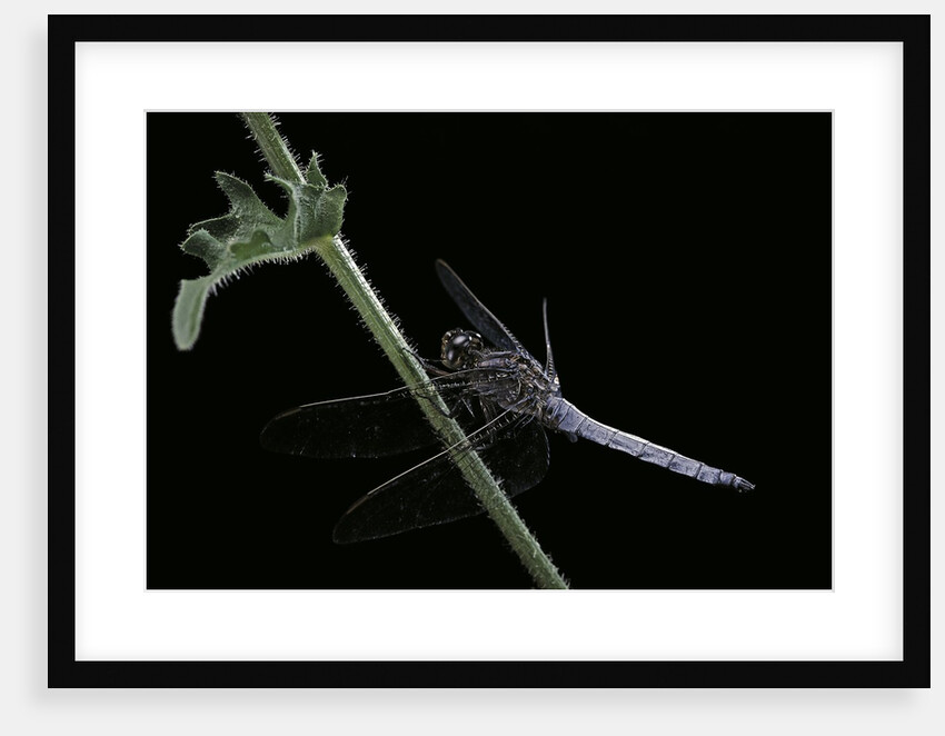 Orthetrum coerulescens (keeled skimmer) - male by Anonymous