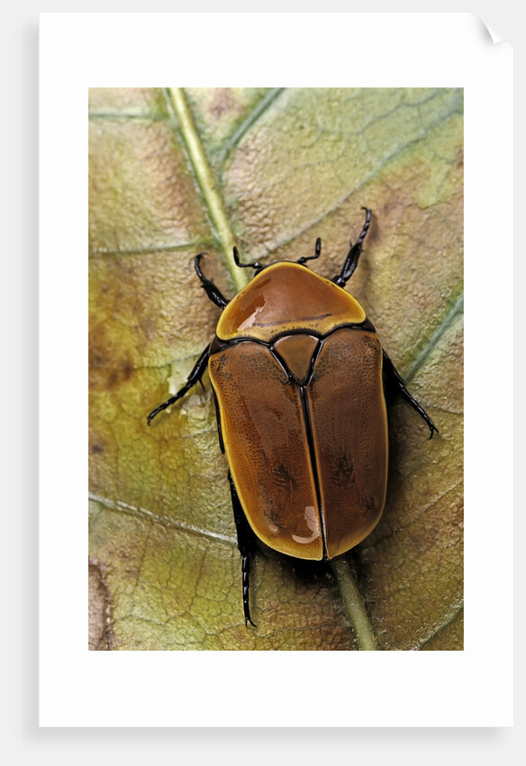 Pachnoda sinuata (garden fruit chafer) by Anonymous