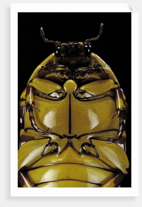 Pachnoda sinuata (garden fruit chafer) by Anonymous