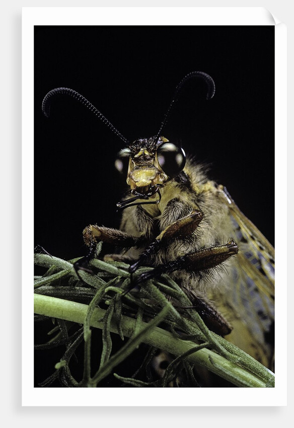 Palpares libelluloides (antlion) by Anonymous
