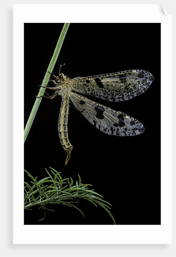 Palpares libelluloides (antlion) by Anonymous