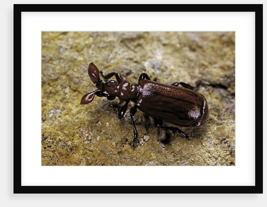 Paussus sp. (myrmecophilous beetle, ground beetle) by Anonymous
