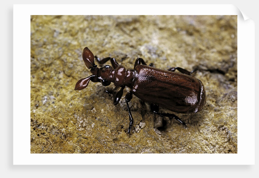 Paussus sp. (myrmecophilous beetle, ground beetle) by Anonymous