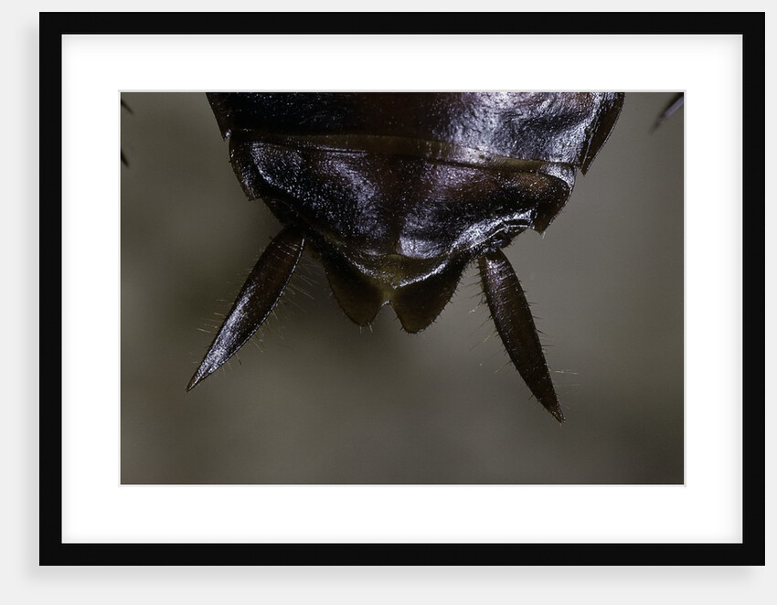 Periplaneta americana (american cockroach, waterbug, palmetto bug) - cerci by Anonymous