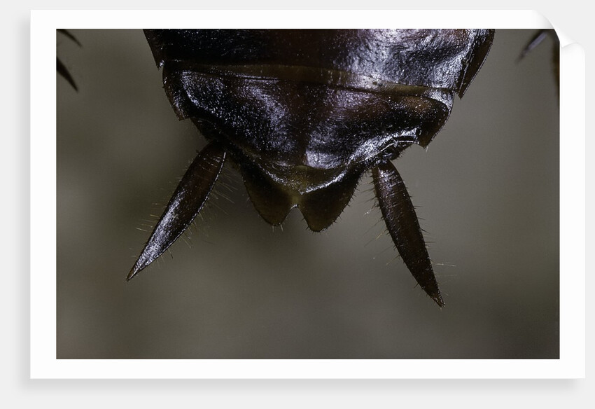 Periplaneta americana (american cockroach, waterbug, palmetto bug) - cerci by Anonymous