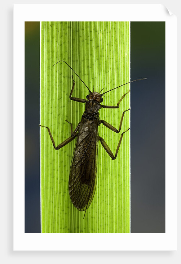 Perla maxima (stonefly) by Anonymous