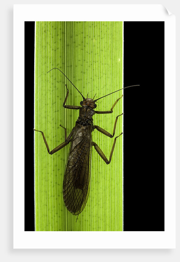 Perla maxima (stonefly) by Anonymous