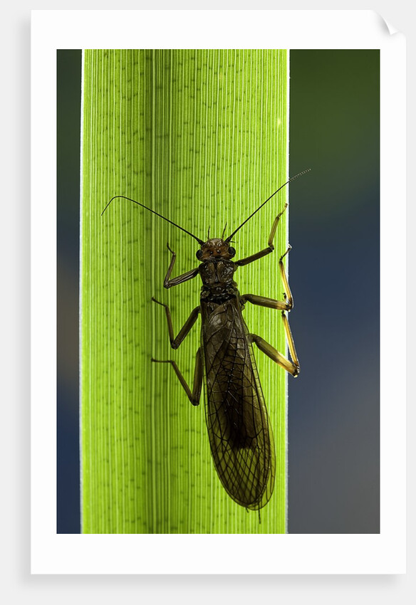 Perla maxima (stonefly) by Anonymous