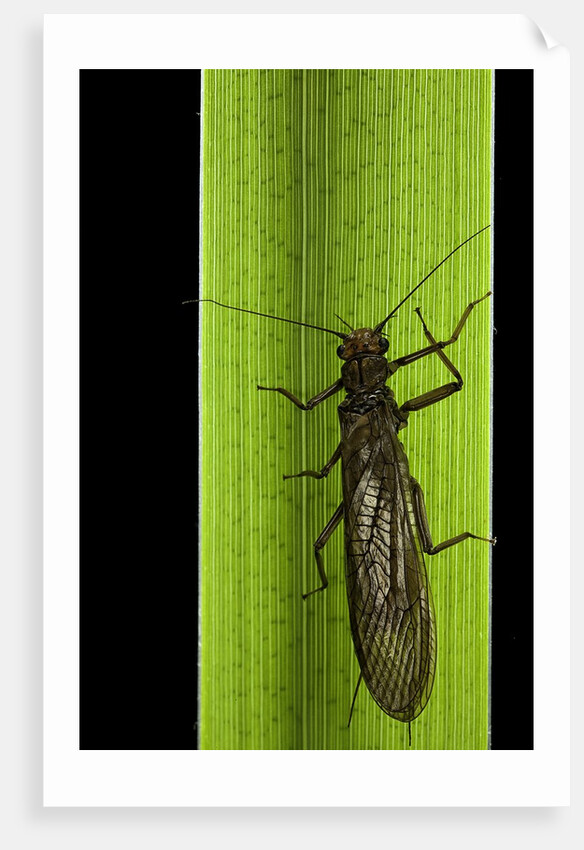 Perla maxima (stonefly) by Anonymous