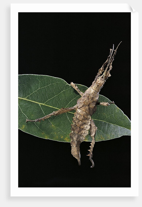 Stick insect by Anonymous