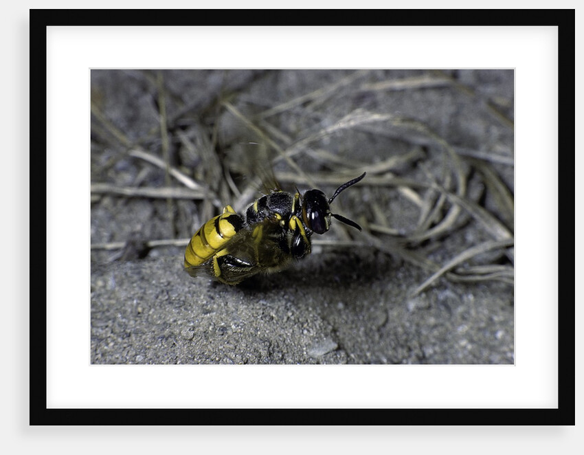 Philanthus triangulum (European beewolf, bee killer) - flying with its prey by Anonymous