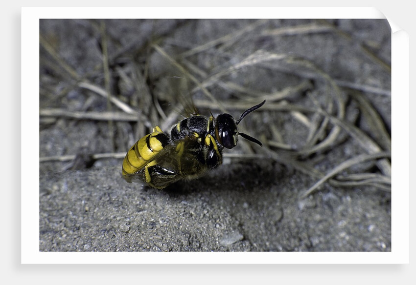 Philanthus triangulum (European beewolf, bee killer) - flying with its prey by Anonymous