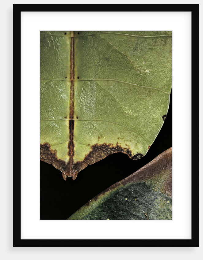 Phyllium giganteum (giant malaysian leaf insect, walking leaf) - detail by Anonymous