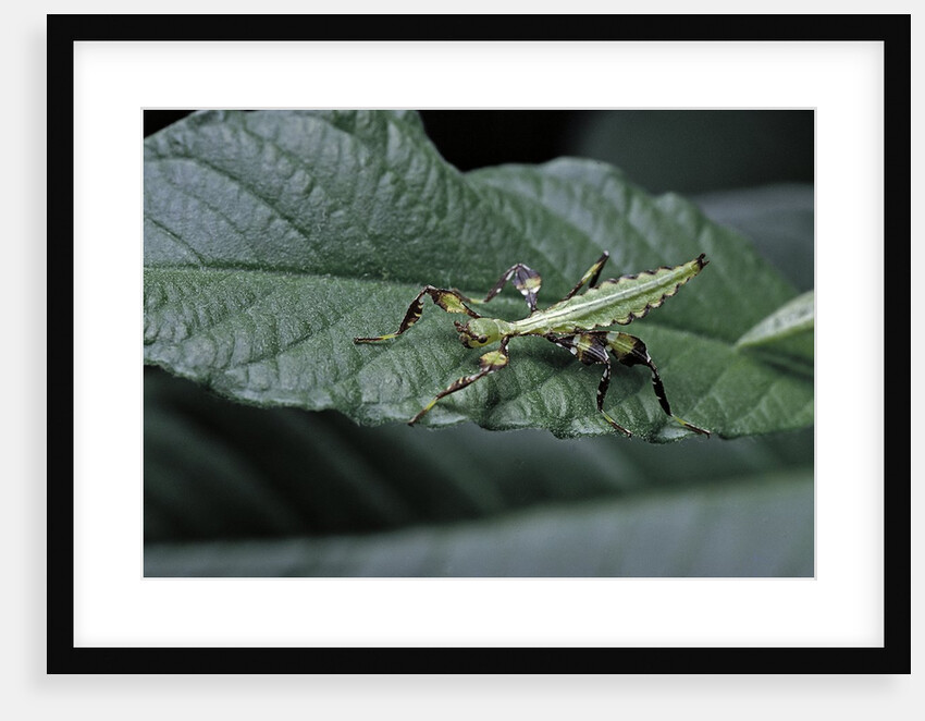 Phyllium giganteum (giant malaysian leaf insect, walking leaf) - larva by Anonymous