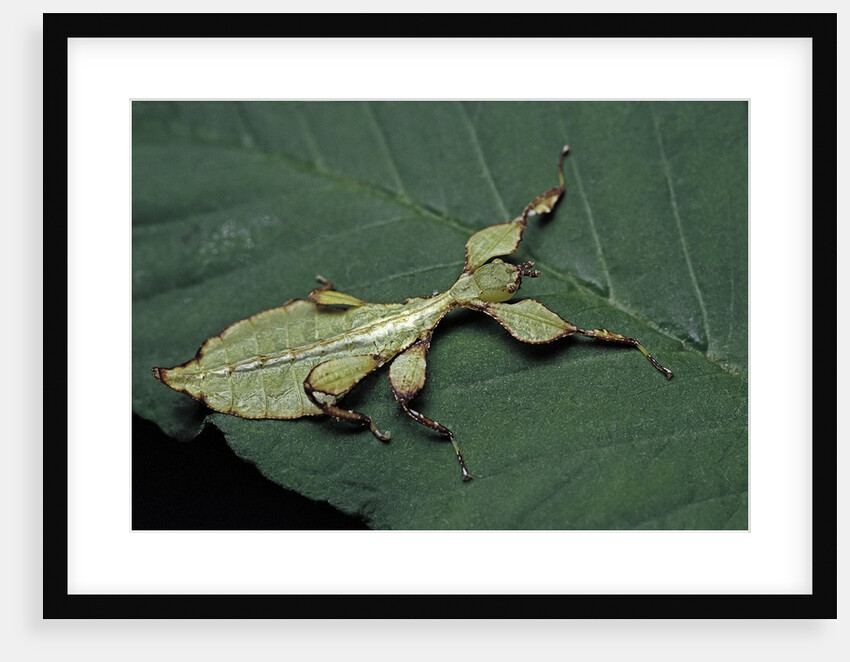 Phyllium giganteum (giant malaysian leaf insect, walking leaf) - larva by Anonymous