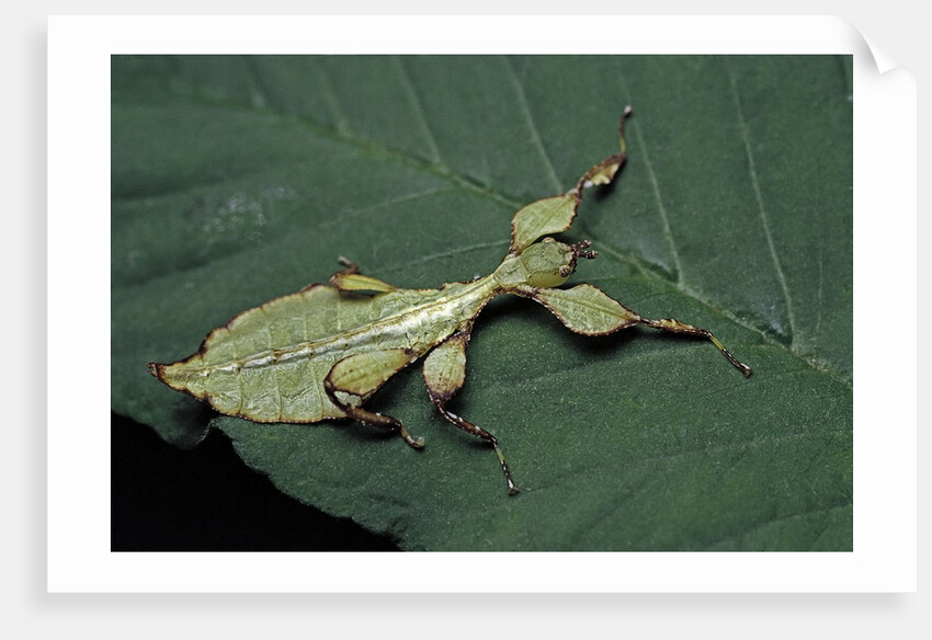 Phyllium giganteum (giant malaysian leaf insect, walking leaf) - larva by Anonymous