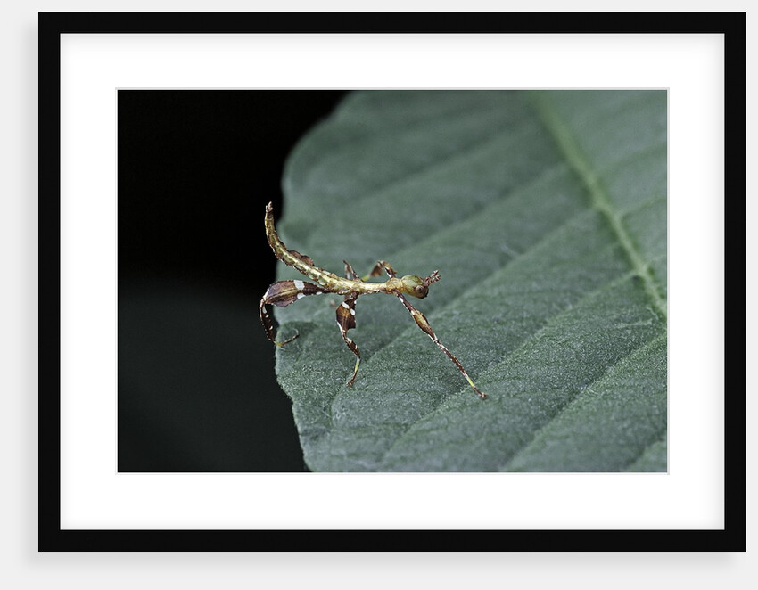 Phyllium giganteum (giant malaysian leaf insect, walking leaf) - larva by Anonymous