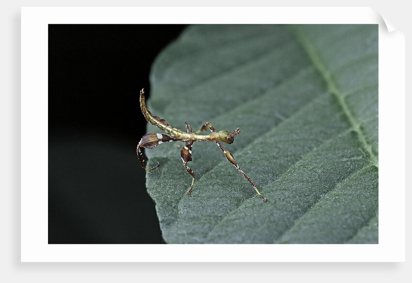 Phyllium giganteum (giant malaysian leaf insect, walking leaf) - larva by Anonymous
