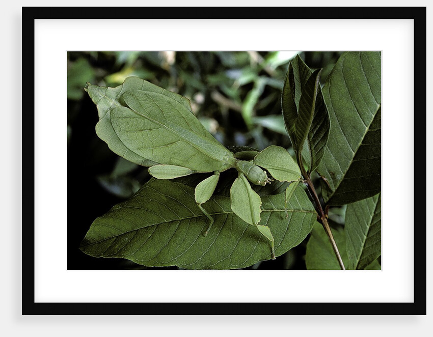 Phyllium giganteum (giant malaysian leaf insect, walking leaf) by Anonymous