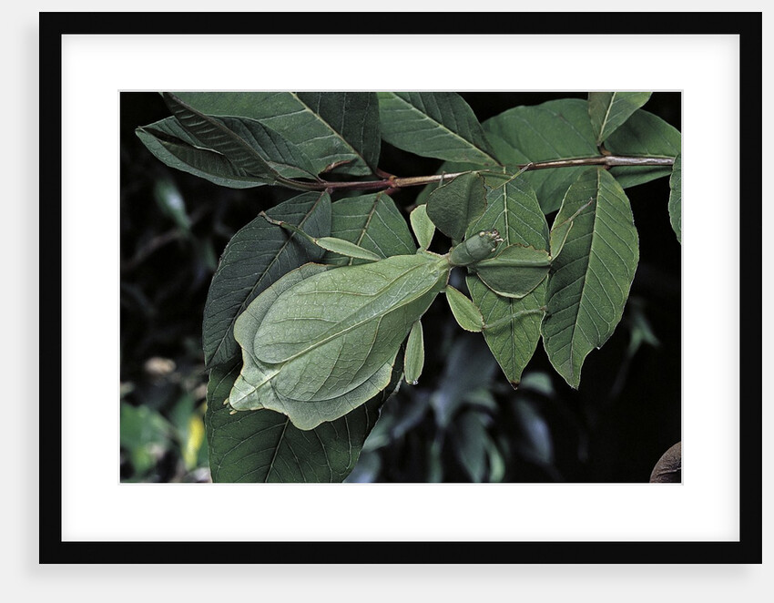 Phyllium giganteum (giant malaysian leaf insect, walking leaf) by Anonymous