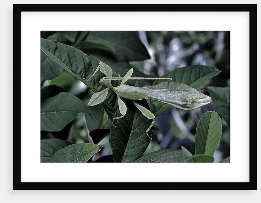 Phyllium giganteum (giant malaysian leaf insect, walking leaf) - male by Anonymous